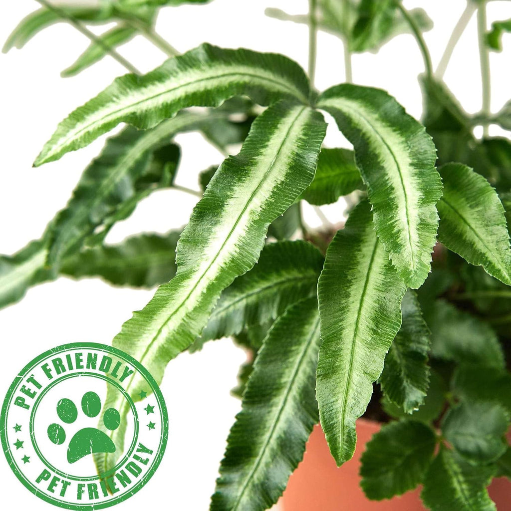 Pteris Cretica Albo Fern Live Plant for Indoor | Different Houseplants in 4'' & 6'' Pot | Real House Plant for Living Room, Office, Desk & Bathroom | Silver Ribbon | Cretan Brake