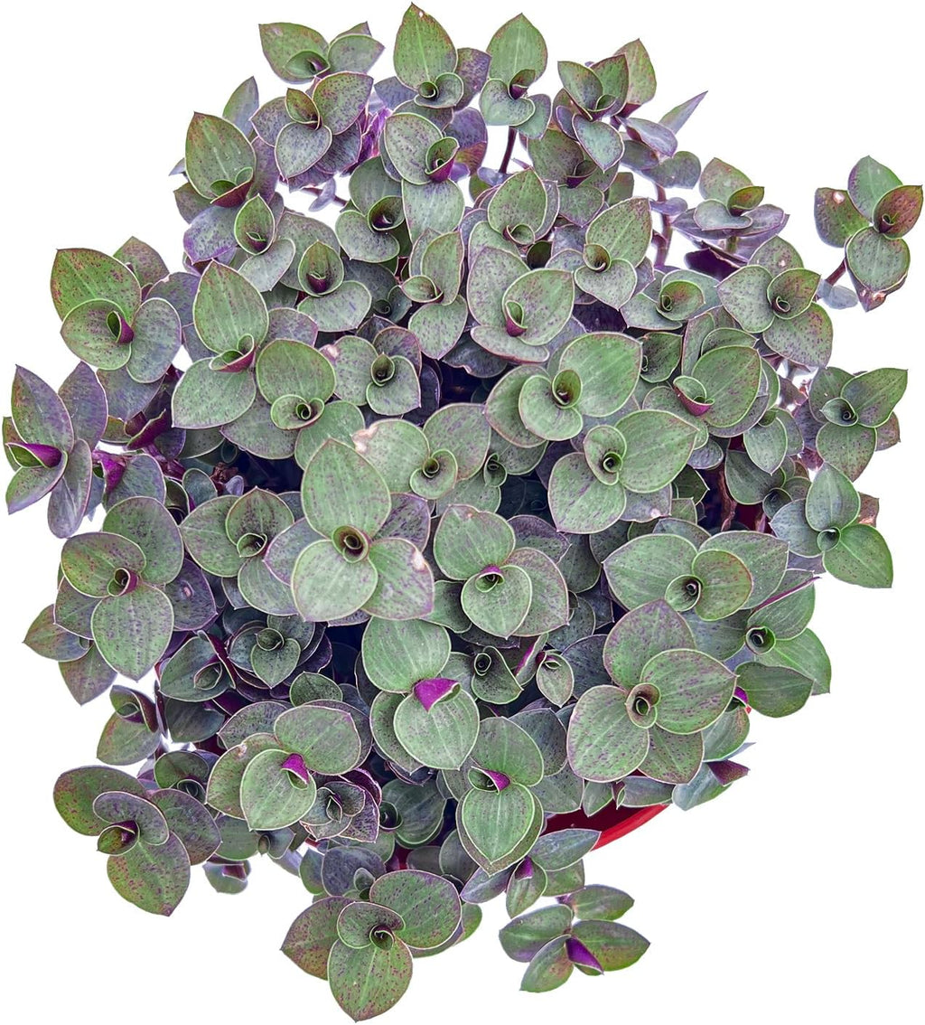 Sprout N Green Turtle Vine, Live Succulent Callisia Repens Sedum Fully Rooted in 4" Pot, House Plant Home Office Wedding Decoration DIY Projects Party Favor