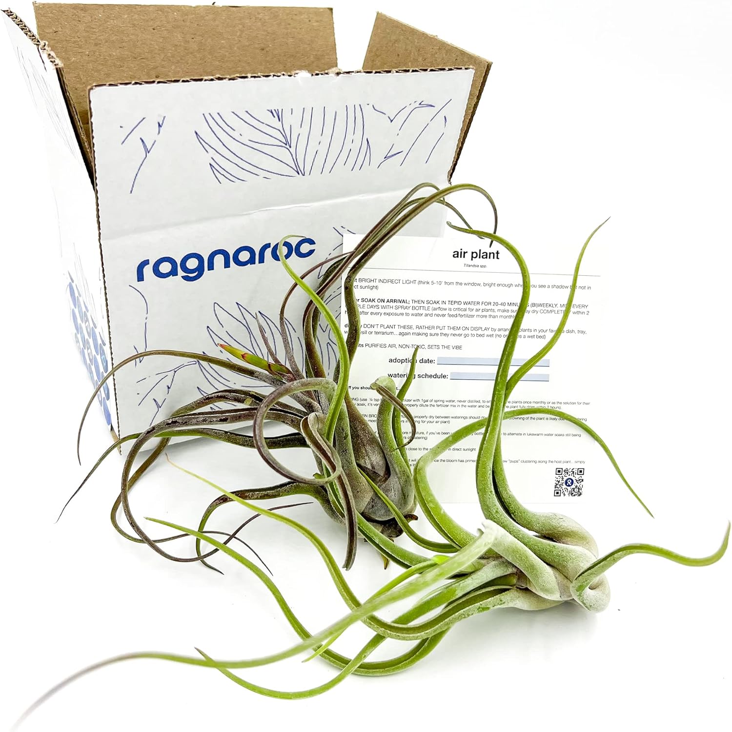 ragnaroc Air Plants - Flowering Tillandsia Caput Medusae, Large 5-7" - 2ct - Live Arrival Guaranteed - House Plants for Home Decor & Gift