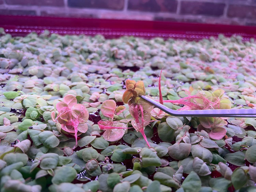 Red Root Floater Live Aquarium Plants, Phyllanthus Fluitans, 4 oz Cup (50+ Leaves)