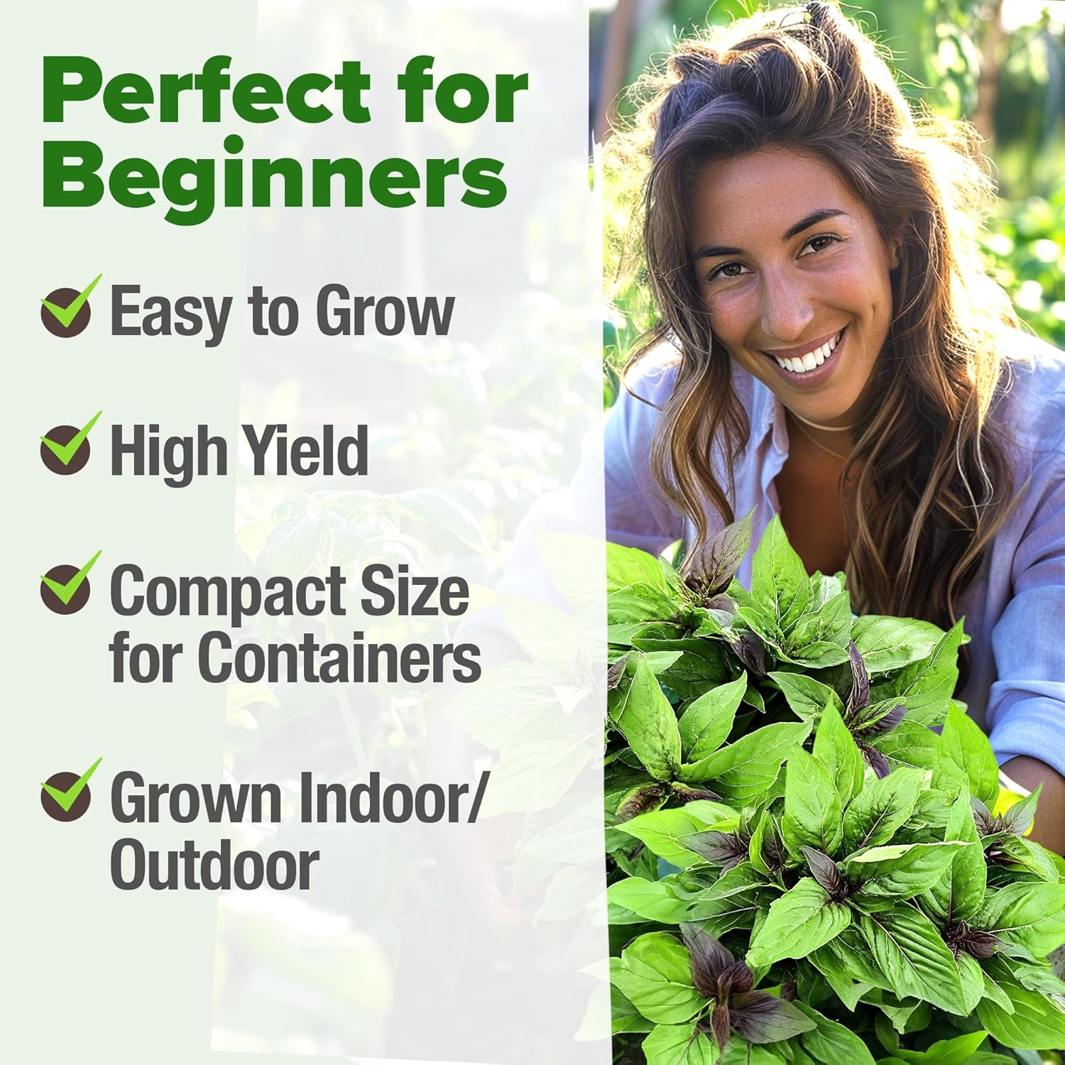 HOME GROWN Thai Basil Seeds Pack - 876 High Germination Heirloom Herb Seeds for Planting,Ideal for Growing Fresh Basil Planting Indoor or Outdoor(Ocimum basilicum VAR.thyrsiflora)