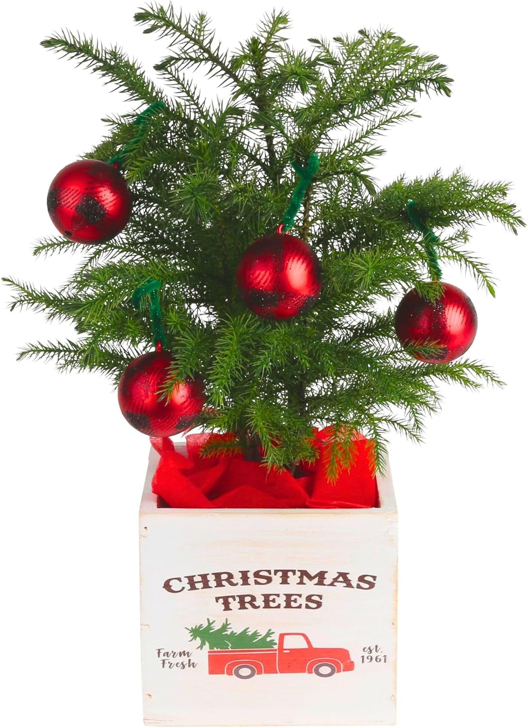 Costa Farms Live Christmas Tree, Small Norfolk Island Pine Plant in Holiday Decorative Plant Pot, Includes Ornament, Indoor Houseplant, Home, Room, or Seasonal Decor, Gift, 10-14 Inches Tall