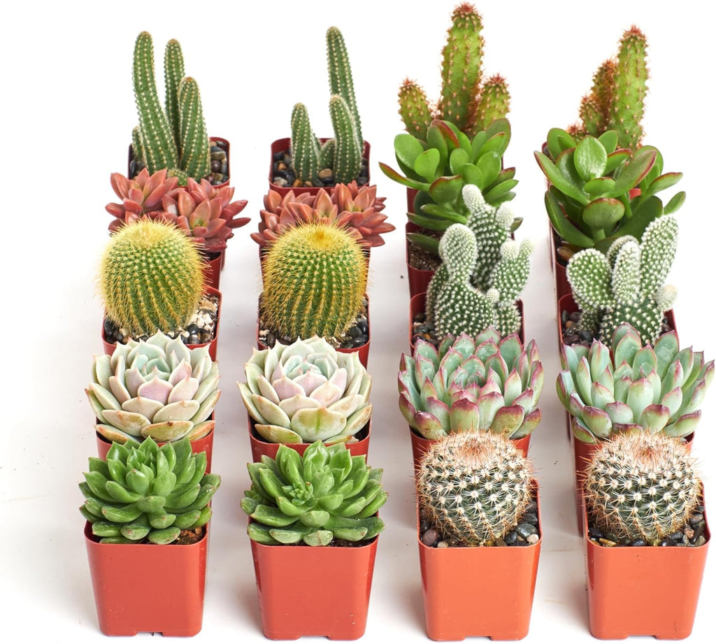 Shop Succulents Premium Live Mini Cactus and Succulent Plants in 2" Pots, Easy Care Indoor or Outdoor Gardening, Terrariums, Favors, & Contemporary Spaces with Hardy, Resilient Varieties, Pack of 256
