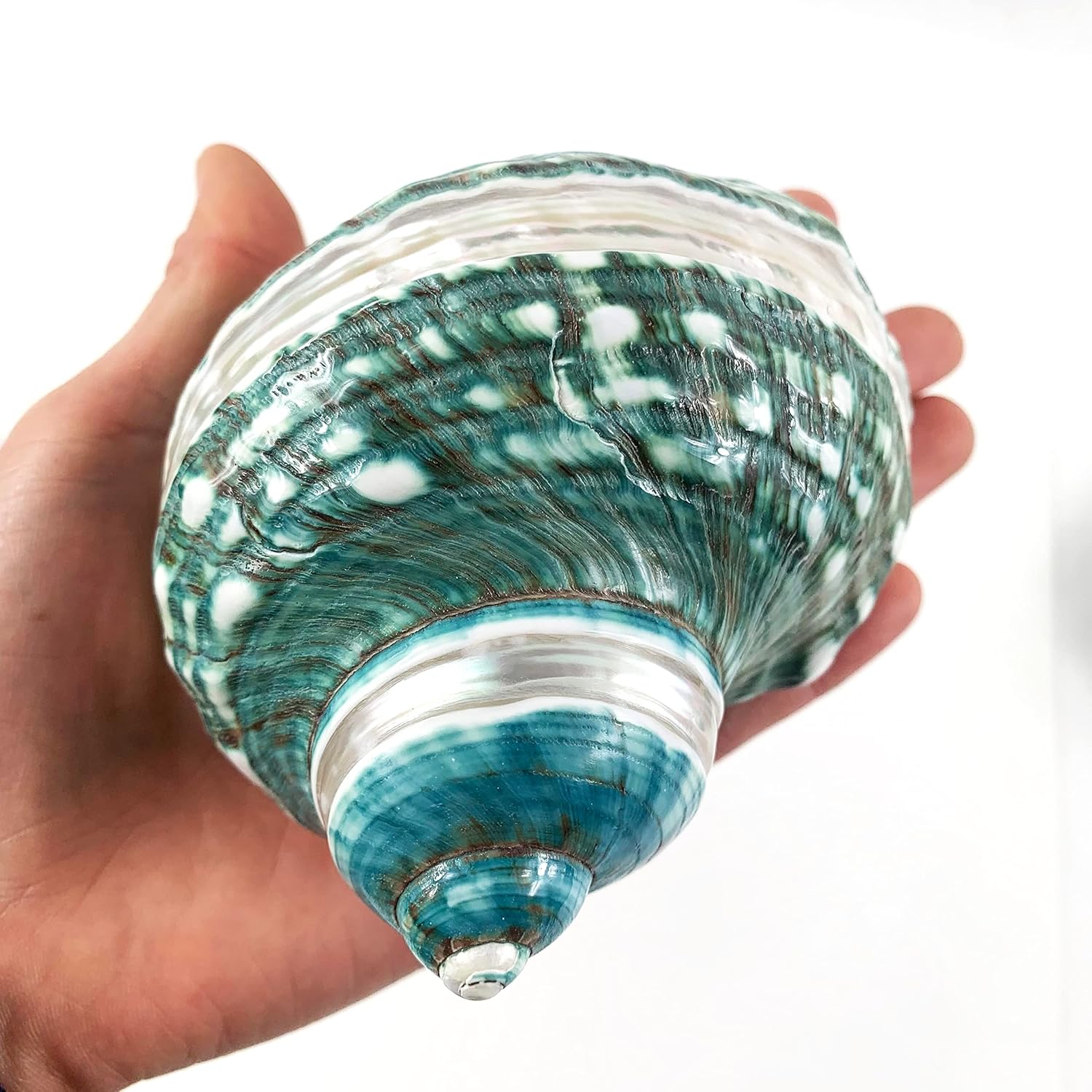 Heyiwell Natural Large Jade Banded Turbo Seashells&Hermit Crab Shells 3.5"~4.5" Inch