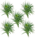 ragnaroc Air Plants - Flowering Tillandsia Pink Paske Large 5" - 5ct - Live Arrival Guaranteed - House Plants for Home Decor & Gift