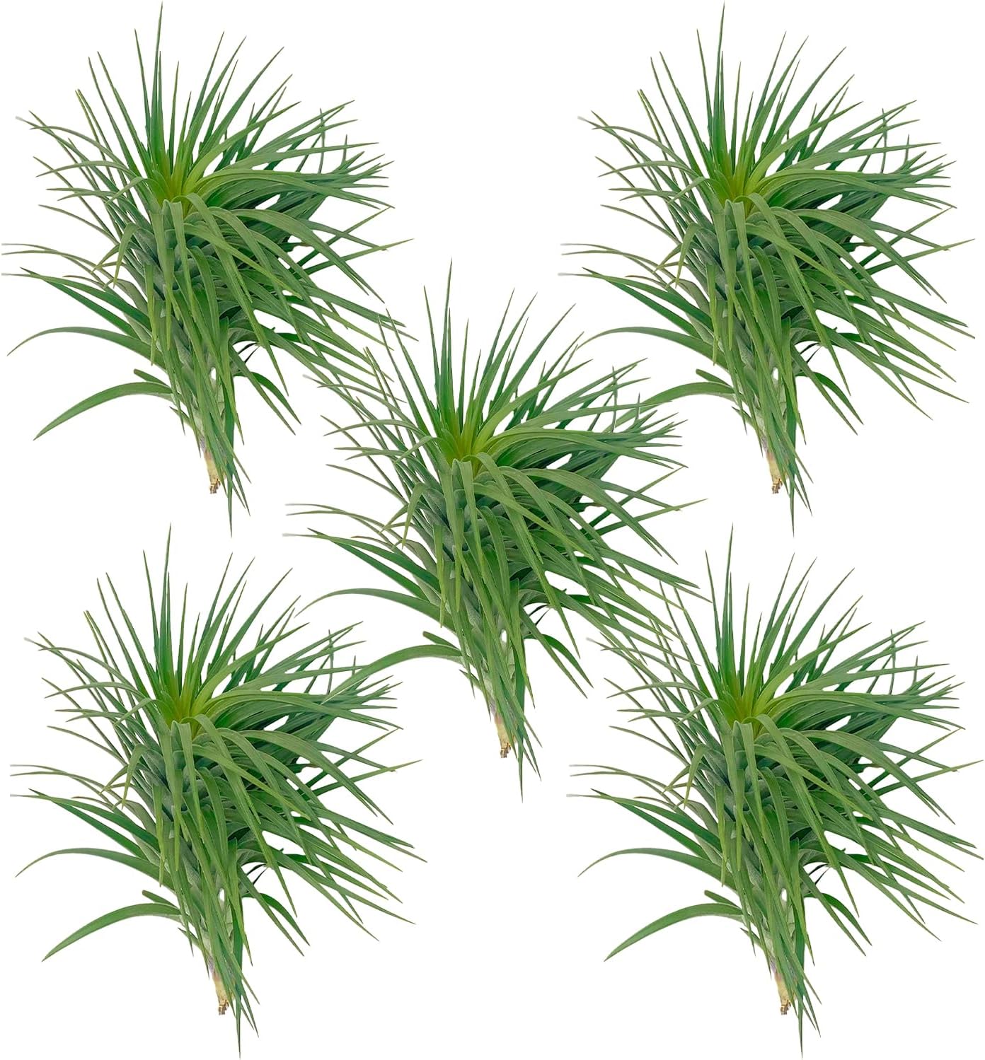 ragnaroc Air Plants - Flowering Tillandsia Pink Paske Large 5" - 5ct - Live Arrival Guaranteed - House Plants for Home Decor & Gift