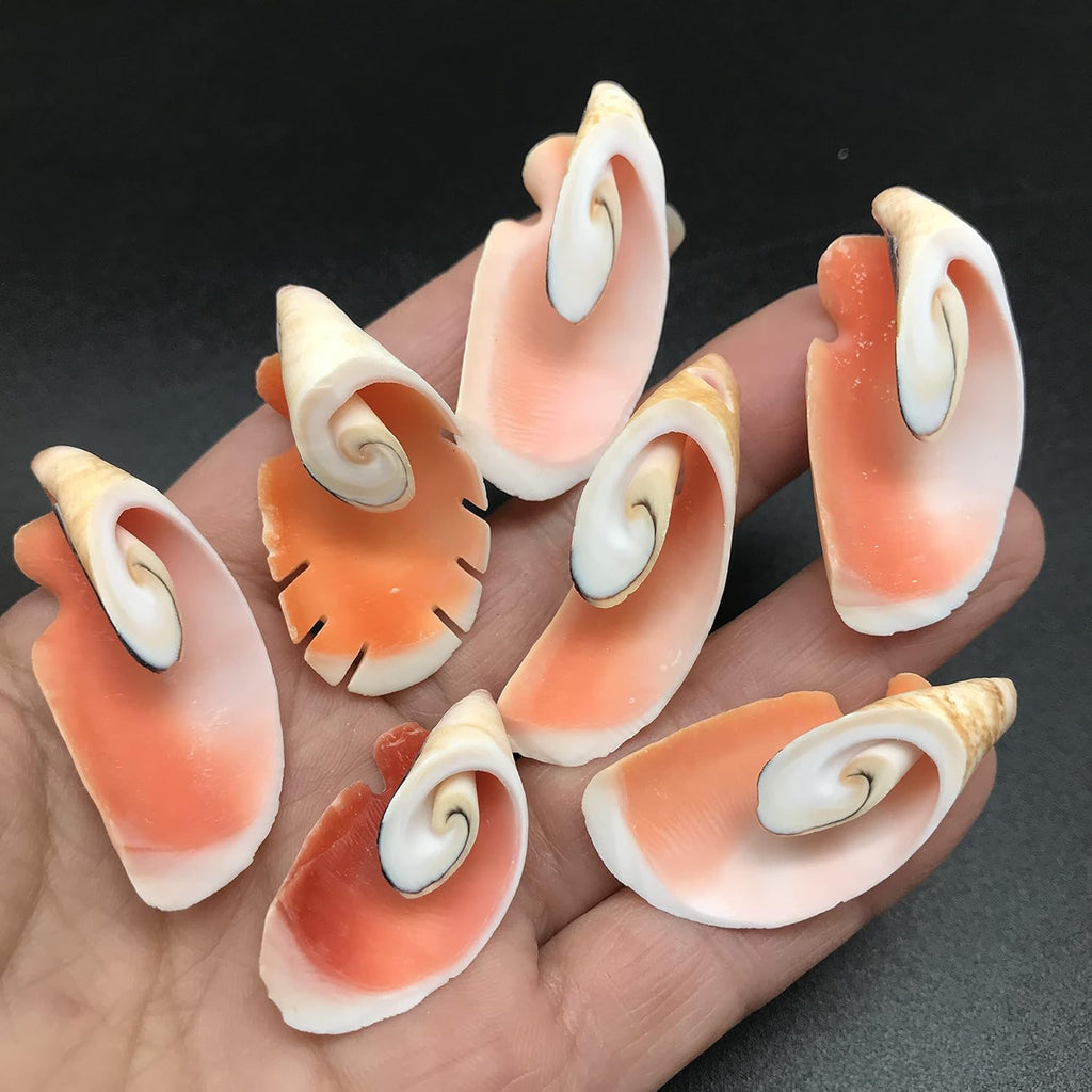 PEPPERLONELY 12PC Strawberry Strombus Seashells - Cone Cut, 1-1/4 Inch~1-3/4 Inch