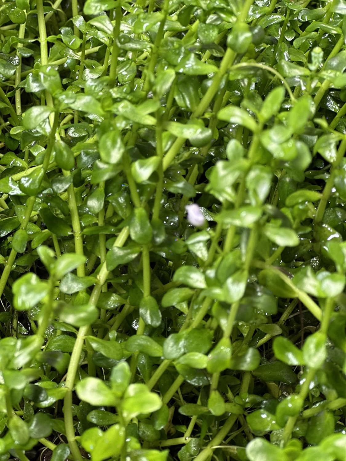 Potted Live Aquarium Plants | Freshwater Aquatic Plants for Aquariums (Moneywort)
