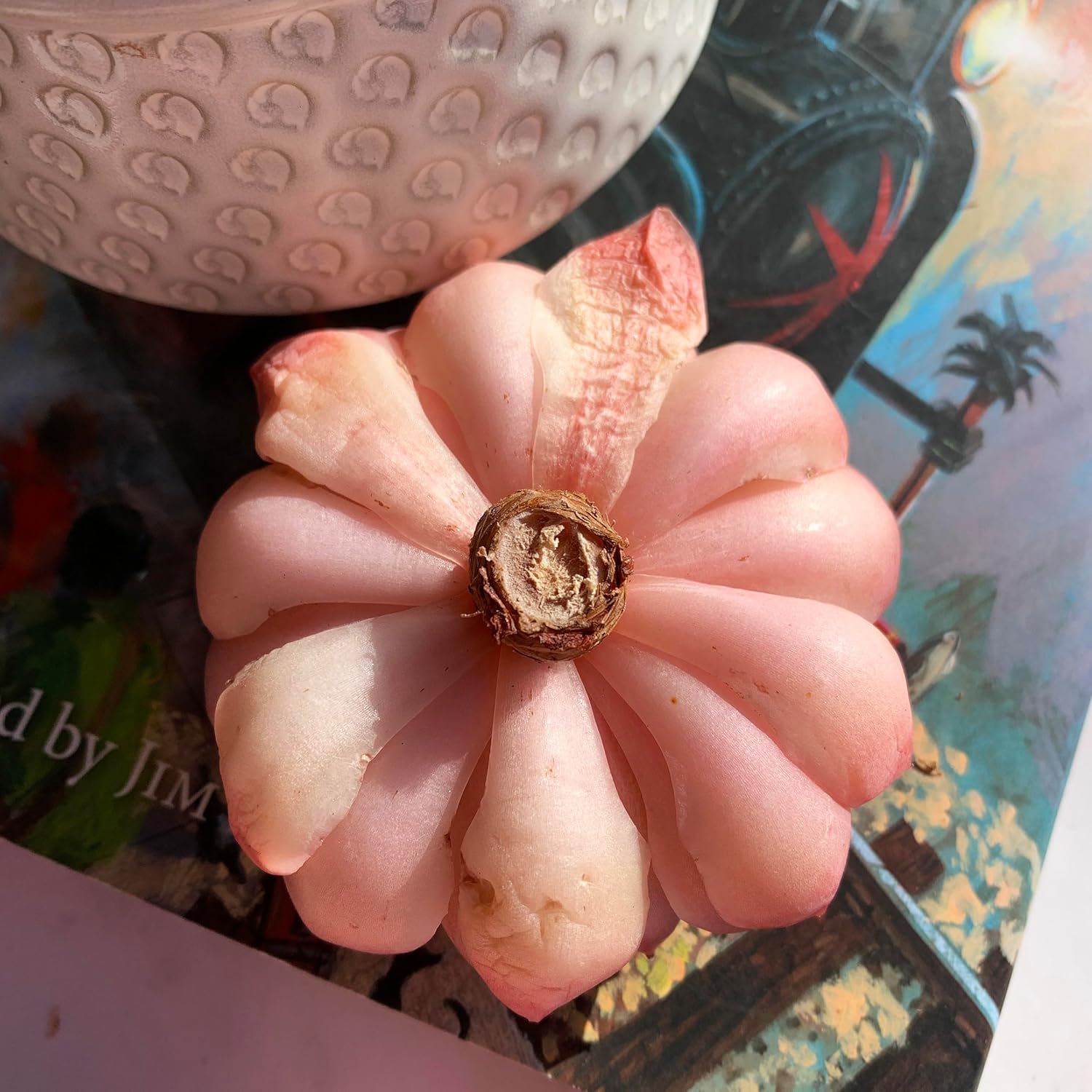 Echeveria Onslow Rare Live Succulent Plants, 1 Head 3" Bare Root Without Pot & Soil, Garden Indoor Office Desk Baby Shower Decoration, Friend Plant Lovers Gifts