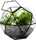 KraftStories Clear Glass Terrarium with Door | Sphere Design Container | Ideal Planter for Moss and Indoor Plants | Maintains Humidity | Self-Sustaining Indoor Garden Ecosystem (Only Terrarium)
