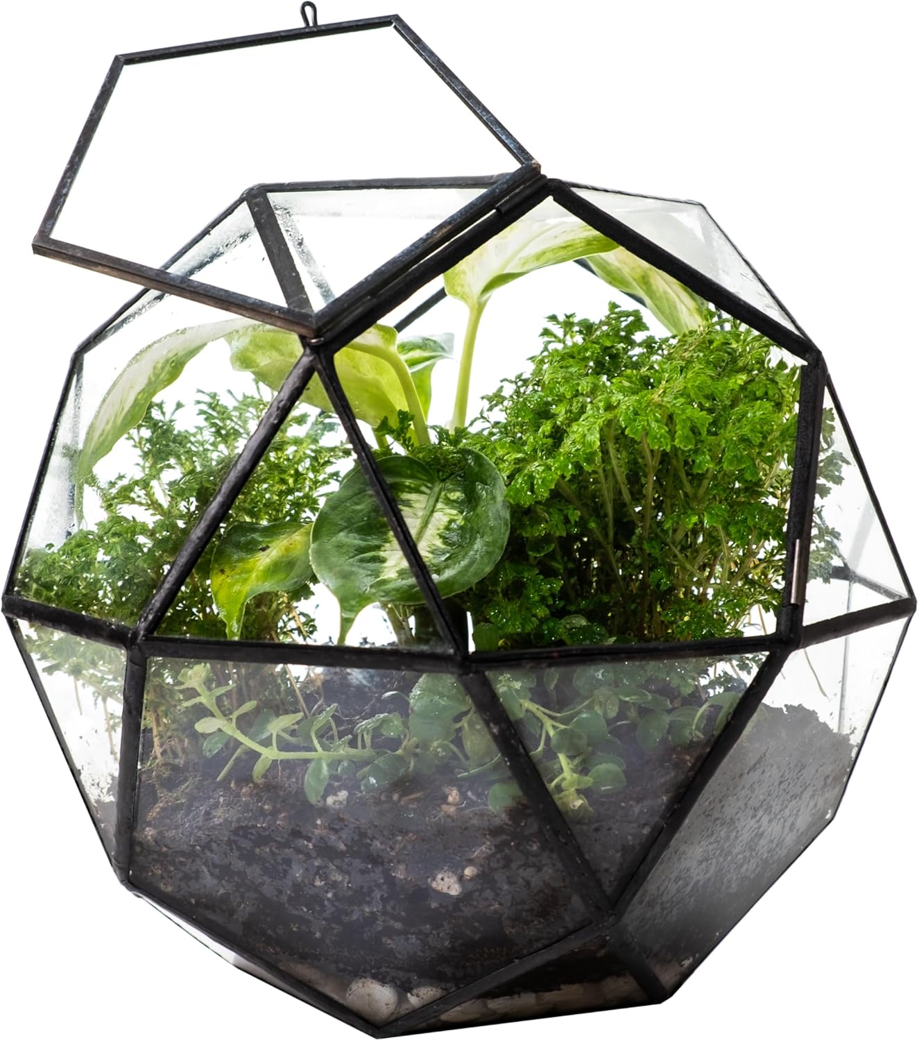 KraftStories Clear Glass Terrarium with Door | Sphere Design Container | Ideal Planter for Moss and Indoor Plants | Maintains Humidity | Self-Sustaining Indoor Garden Ecosystem (Only Terrarium)