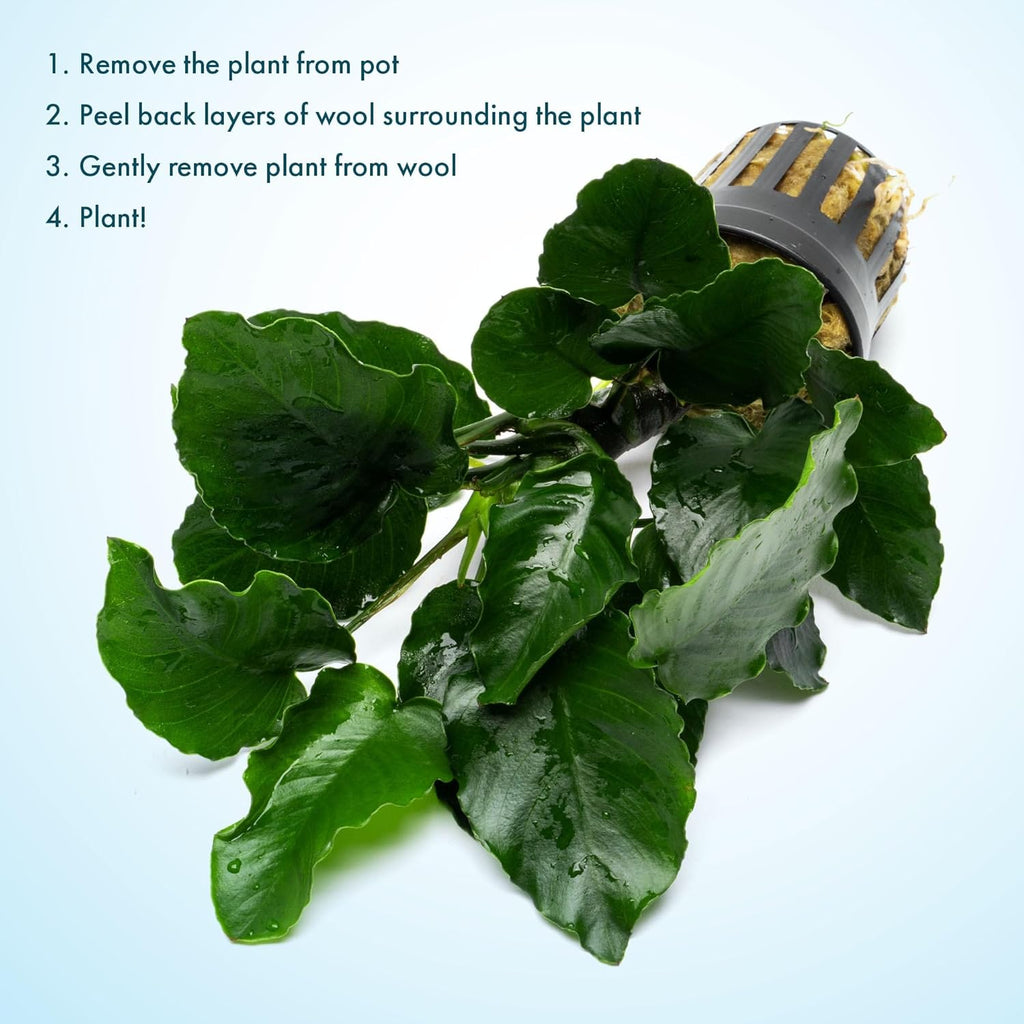 SubstrateSource Live Jungle Plants - Anubias Emerald Bloom (Anubias barteri) - Compact Epiphytic Rhizome Plant for Midground Freshwater Aquascapes, Emerald Green Accent - Pot