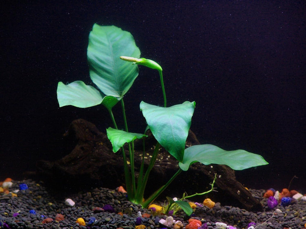 Potted Live Aquarium Plants Bundle - Easy and Snail Free Aquatic Plants (3 Pots)