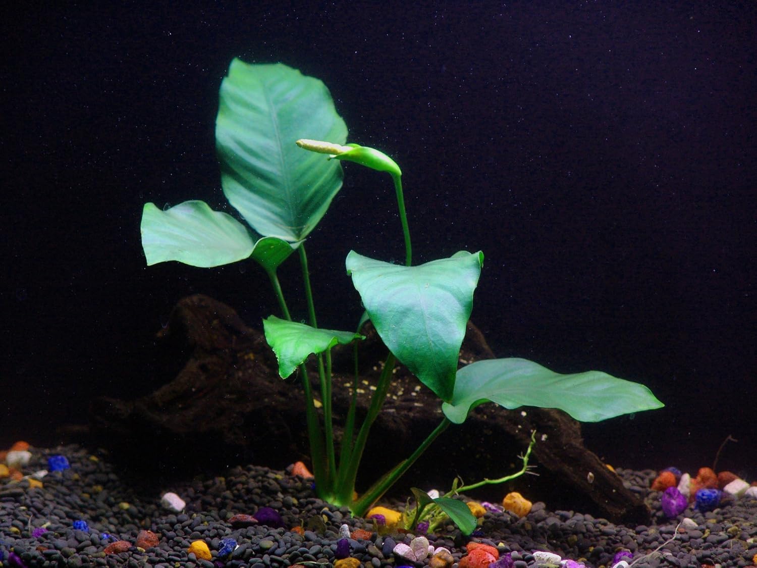 Potted Live Aquarium Plants Bundle - Easy and Snail Free Aquatic Plants (3 Pots)