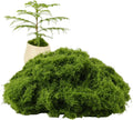Caiyjhao Simulated Green Moss Crafts, Flowerpot Decorative Fillers, Green Decorations in The Center of The Dining Table, Indoor Flowerpots, DIY ，Weddings, Easter, Party Decorations (5.29 Oz)