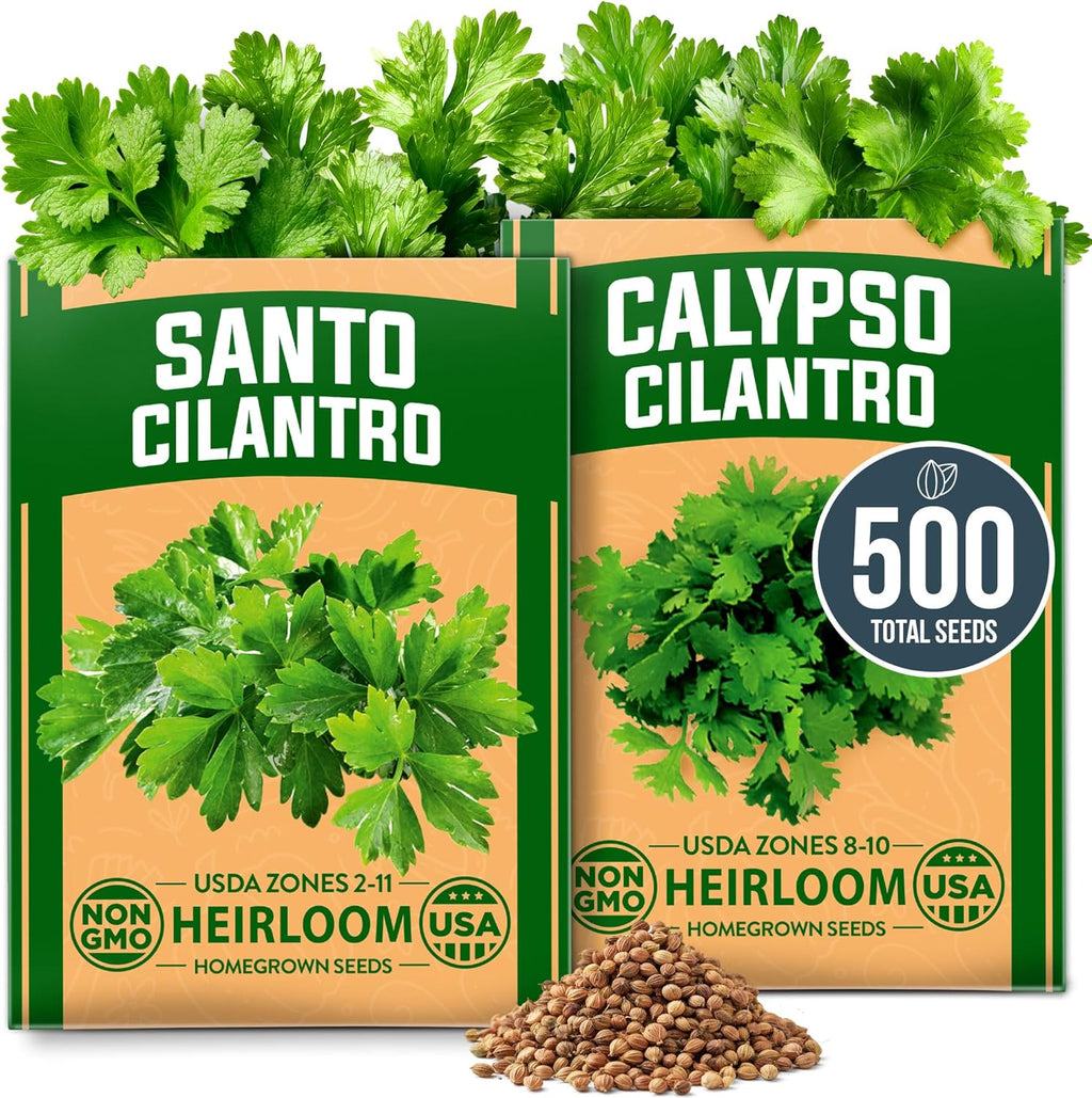 HOME GROWN Cilantro Seeds 250 Calypso & 250 Santo Cilantro for Planting Indoors, Hydroponics or Aerogarden - Heirloom, Non-GMO, Santo Plant, for Your Indoor Herb Garden (Coriandrum sativum)