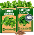 HOME GROWN Cilantro Seeds 250 Calypso & 250 Santo Cilantro for Planting Indoors, Hydroponics or Aerogarden - Heirloom, Non-GMO, Santo Plant, for Your Indoor Herb Garden (Coriandrum sativum)