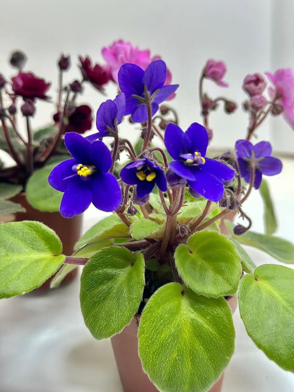 Generic 4 -Pack Miniature African Violets Live Plants 2 inch Pot, Good for Terrariums, Home Decor, Office Decor, Gift
