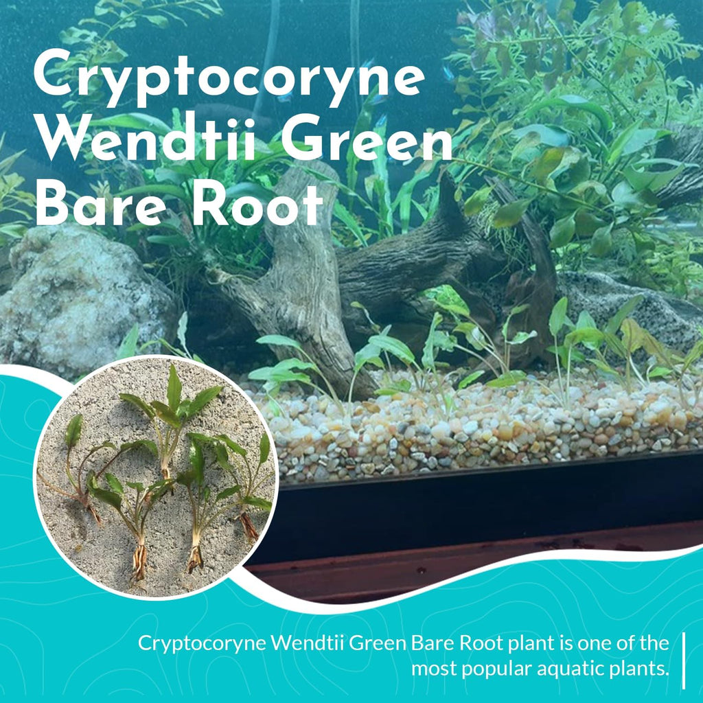 Cryptocoryne Wendtii Green Bare Root - Versatile and Durable ¬- Classic Plant - Mid-Ground Positioning - All Natural & Organic Aquatic Plant - Long Lasting & Easy to Care - Small