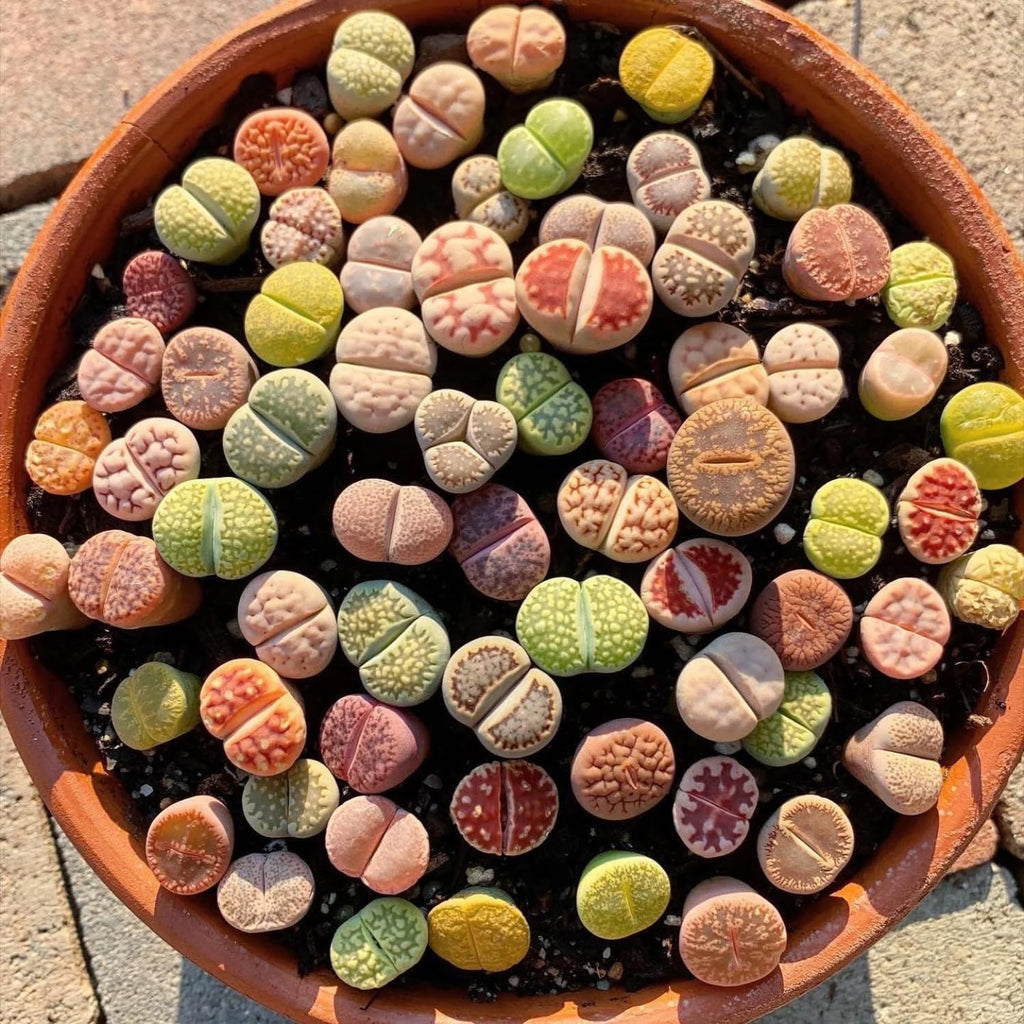 Lithops Live Plants Mix Lithop Succulents Plants Live, 30 Rock Living Stone Succulent Live Plants Large Size Full Bloom Garden