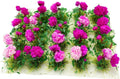 20Pcs Miniature Flower Cluster Grass Flower Tufts for Mini Dollhouse Fairy Garden Railway Simulated Static Scenery Micro Landscape Model (Rose)