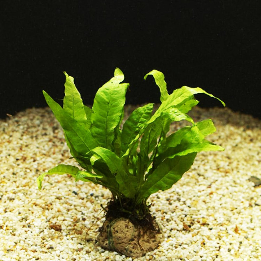 Java Fern Microsorum Pteropus Potted Freshwater Easy Tropical Live Aquarium Plant Decorations 3 Days Guarantee by Mainam