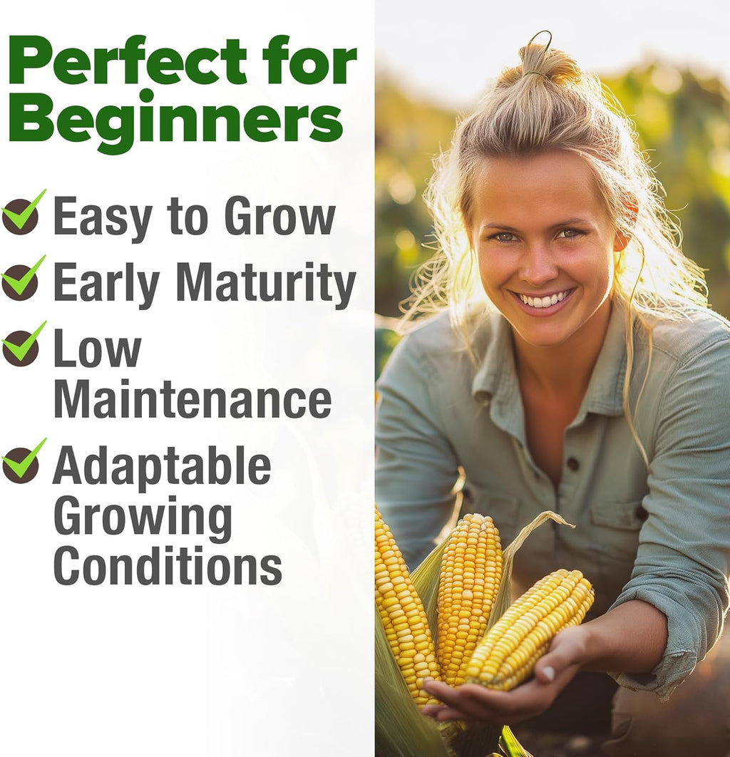 HOME GROWN Golden Bantam Corn 2 Pack – 200 Heirloom Vegetable Seeds – Grow Sweet Corn Outdoors – Easy for Beginners & Great for Home Gardeners –High Germination (Zea mays)