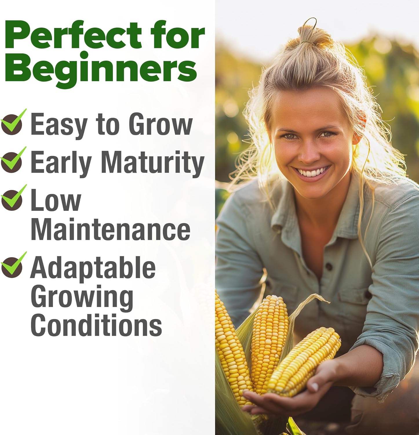 HOME GROWN Golden Bantam Corn 2 Pack – 200 Heirloom Vegetable Seeds – Grow Sweet Corn Outdoors – Easy for Beginners & Great for Home Gardeners –High Germination (Zea mays)