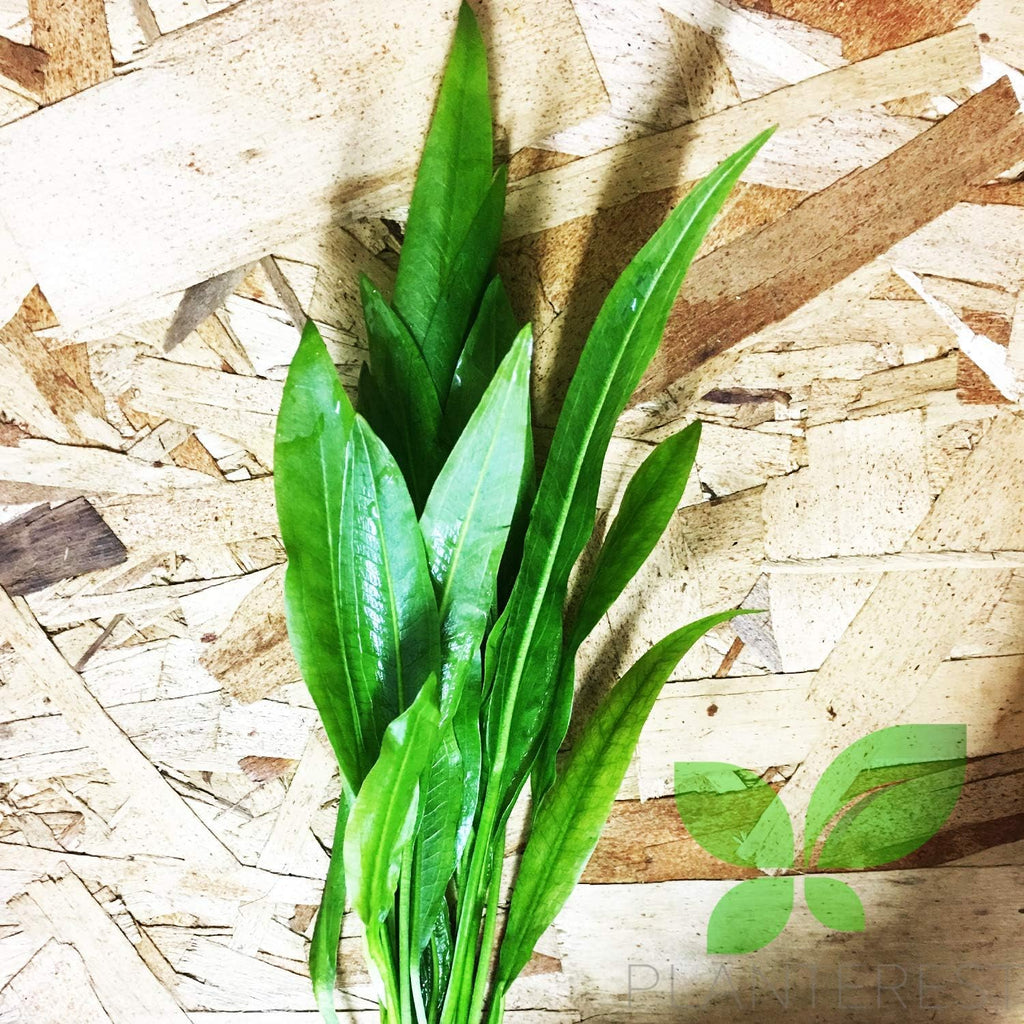 – Amazon Sword Bundle Medium Easy Background Live Aquarium Plant Decorations BUY2GET1FREE