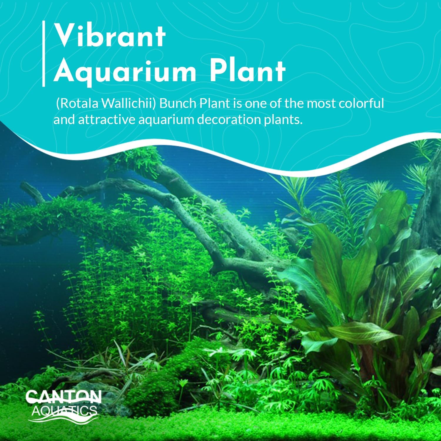 Live Aquarium Rotala Wallichii Plant - Highly Sought & Absorb Wastes - Easy to Maintain - Promote High Water Quality - Bunch 3-5 Stems