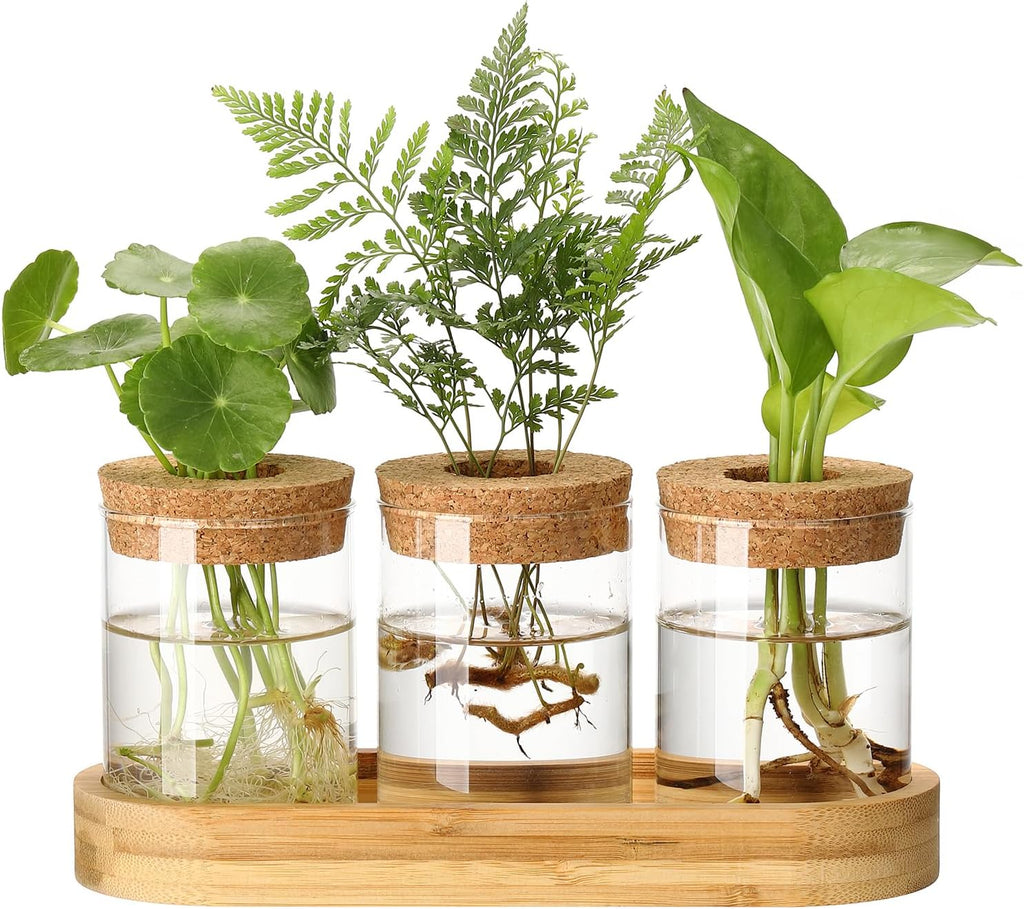 3Pcs Propagation Stations, Plant Terrarium with Lid and Wooden Stand,Desktop Glass Planter Hydroponics Vase,Home Office Living Room Decor Gifts