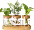 3Pcs Propagation Stations, Plant Terrarium with Lid and Wooden Stand,Desktop Glass Planter Hydroponics Vase,Home Office Living Room Decor Gifts