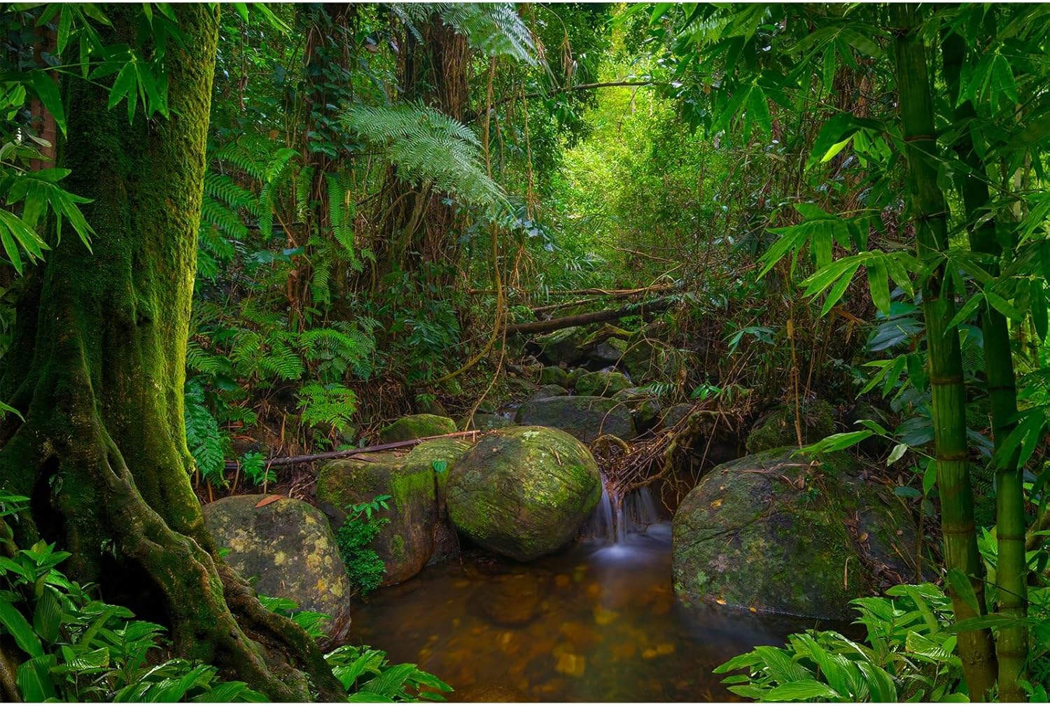 Forest Aquarium Background Jungle Rainforest Stream Terrarium Background Lush Green Trees with Moss Fish Tank Background Forest Stream Rock Reptile Habitat Background Poster Vinyl 30x12in