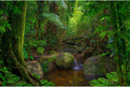 Forest Aquarium Background Jungle Rainforest Stream Terrarium Background Lush Green Trees with Moss Fish Tank Background Forest Stream Rock Reptile Habitat Background Poster Vinyl 24x16in