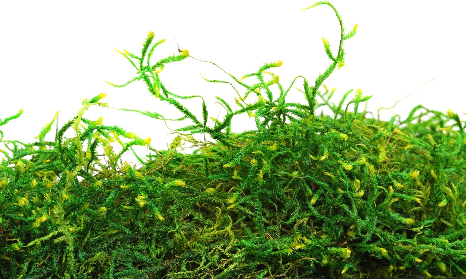 SuperMoss (25325) Forest Moss Preserved, Fresh Green, 3 Pounds