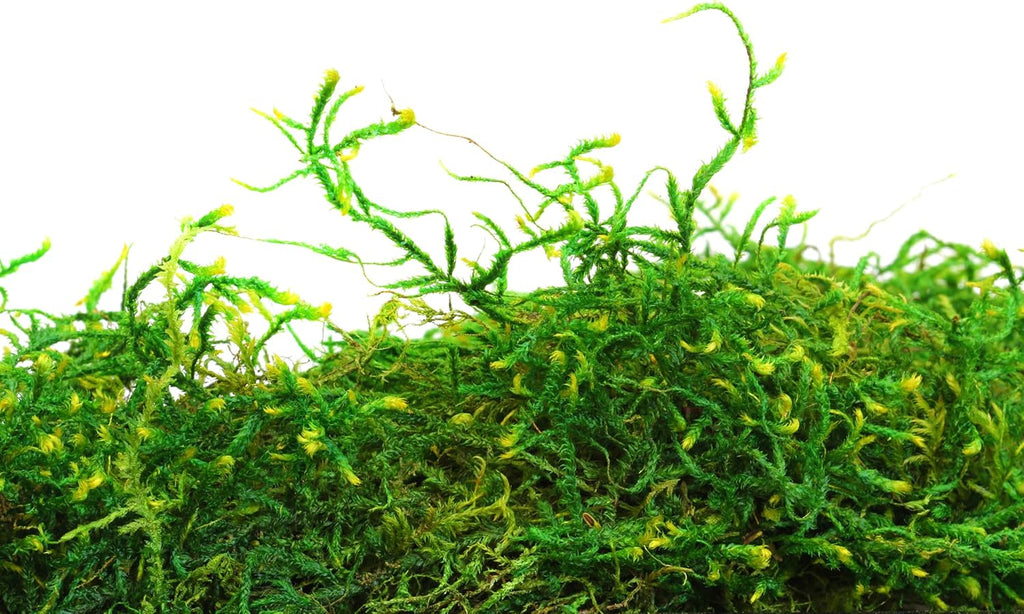 SuperMoss (25320) Forest Moss Preserved, Fresh Green, 2oz