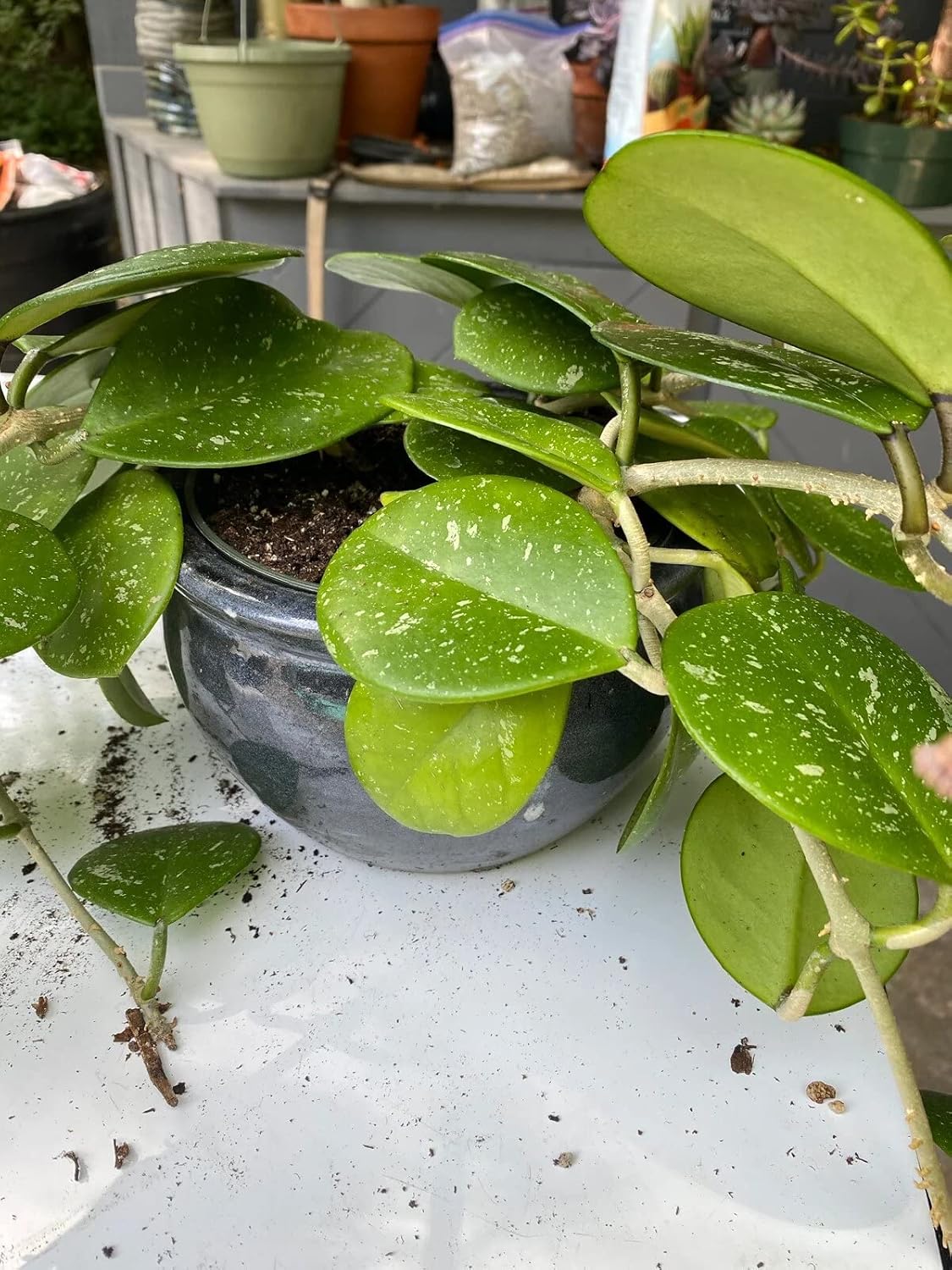 Gardenera Hoya Plant Premium Potting Mix - 2 Quart - Optimal Balance for Thriving Hoyas: Air, Moisture, and Nutrient Retention