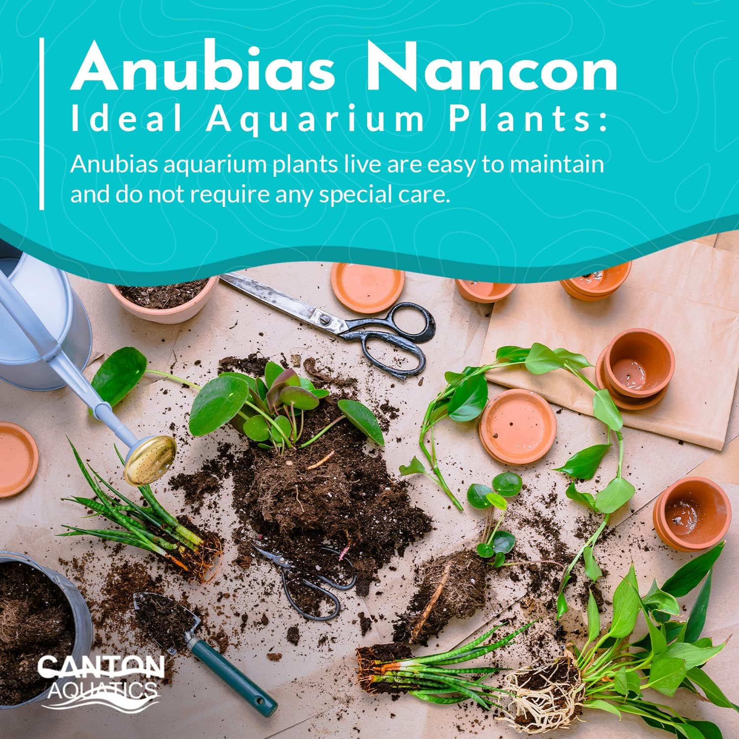Live Aquarium Anubias Nancon Bare Root Plant - Low Light Aquarium Midground - Long Lasting & Easy to Maintain Aquatic Plants - Suitable for Moderate Lighting - Pot