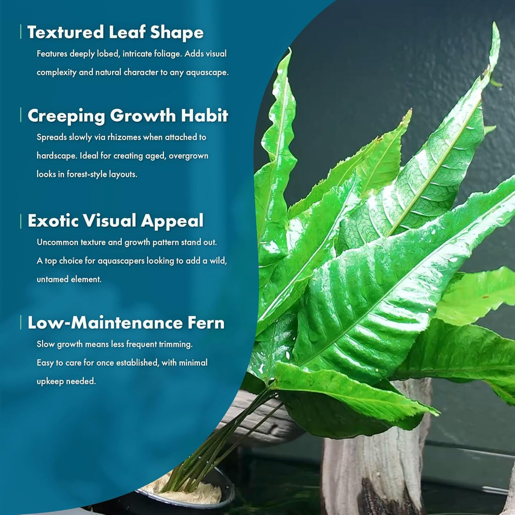 SubstrateSource Live Plants - El Niño Fern (Bolbitis heteroclita) - Midground to Background Epiphytic Rhizome for Low to Medium Light Aquascapes - Dark Green, Slow-Growing Accent - Pot