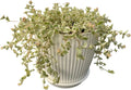 4" Sedum Little Missy Variegated with White Stripe Pot, Live Trailing Succulent Rare House Plant for Home Office Wedding Hanging Decoration, DIY Projects, Party Favor