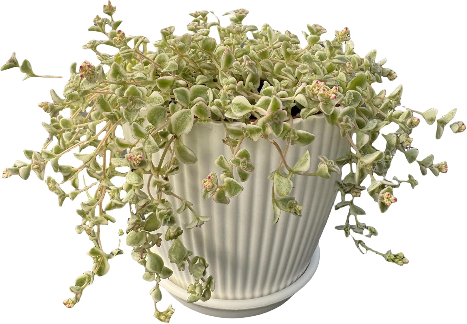 4" Sedum Little Missy Variegated with White Stripe Pot, Live Trailing Succulent Rare House Plant for Home Office Wedding Hanging Decoration, DIY Projects, Party Favor