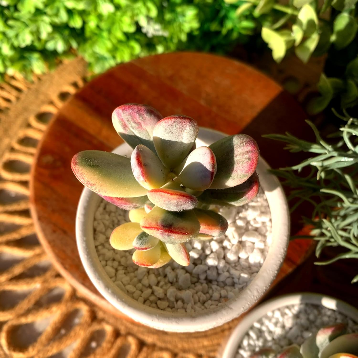 FWPP Live Succulents Plants Cotyledon Orbiculata cv. Variegated 2.5 inches,Rare Succulents Bare Root Without Pot Soil, Live Plants Indoor Office Decoration Wedding and Gift