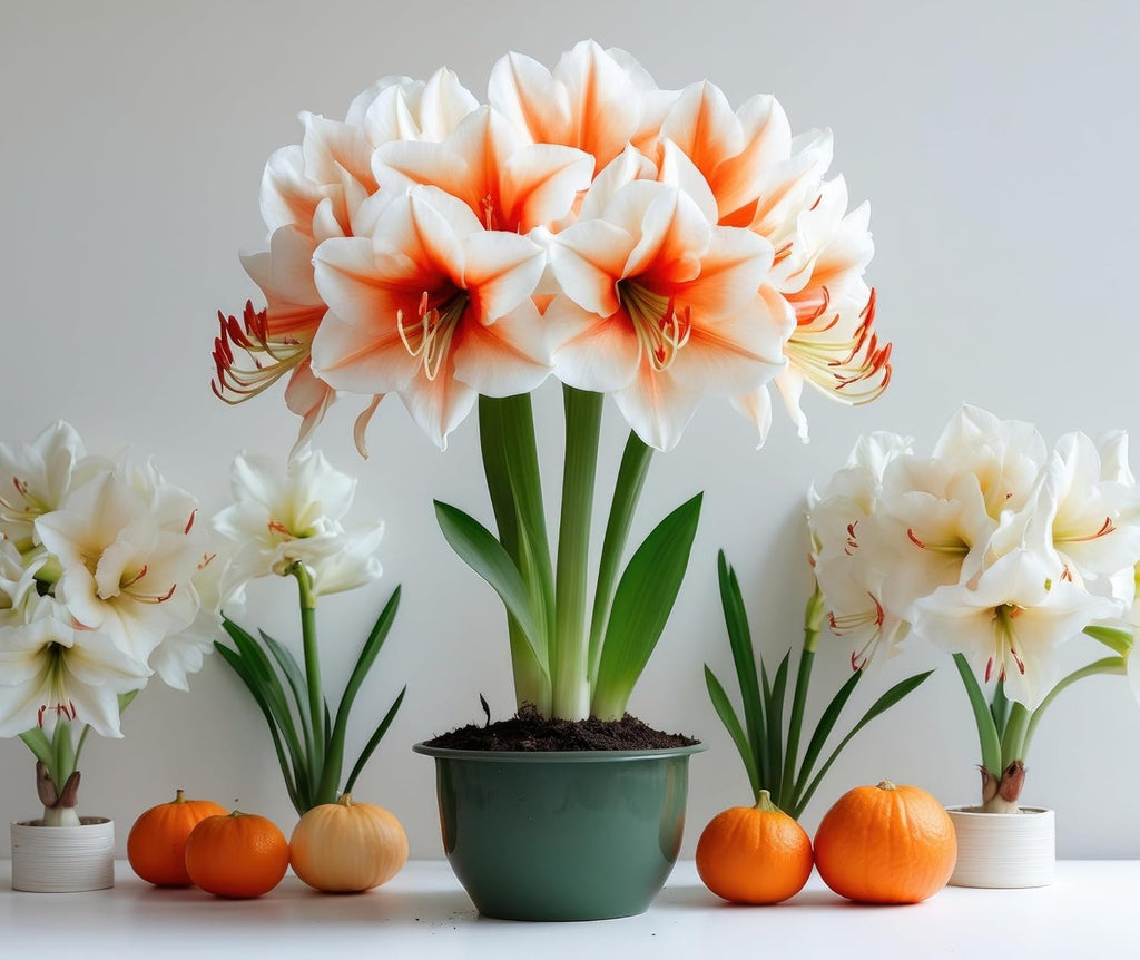Premium Salmon Amaryllis Bulb – Top Size 36–38 cm | Giant White Blooms & Peach Brushstrokes | Dramatic Indoor Winter Flowering Bulb | Easy to Grow Gift Plant | Favorite Things