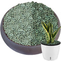 6.6 lbs Succulent and Cactus Bonsai Pebbles, 6-9mm Decorative Landscaping Stones Natural Garden Gravel Rocks for Indoor Outdoor Plants Aquariums DIY, and Gardening Top Dressing, Green Zeolite