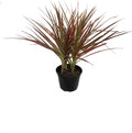 Dragon Tree - Live Plant in a 6 Inch Pot - Dracaena Marginata Colorama - Easy Care Indoor Air Cleaning Plant