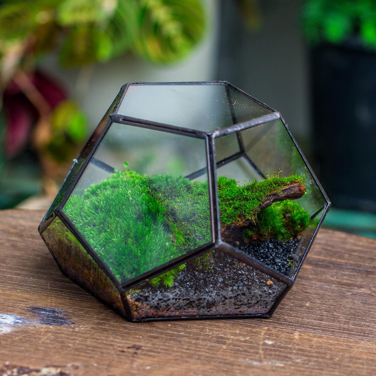 NCYP Small Glass Geometric Terrarium with Door -7.1x7.1x4.7 inches - Black Pentagon Closed Planter Pot for Succulents, Air Plants - Home Garden Office Tabletop Decoration Box (Terrarium Only)