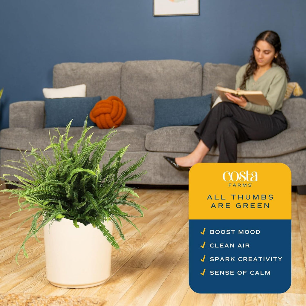 Costa Farms Kimberly Queen Fern, Live Indoor Plant, Houseplant in Grower Pot, 2-3 Feet Tall
