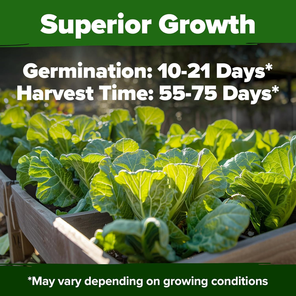 HOME GROWN Collard Green Seeds - 2 Pack - 600 Seeds for Fall Planting - High Germination Heirloom Vegetable Seeds,Vates Collard Greens Seed Pack(Brassica oleracea)