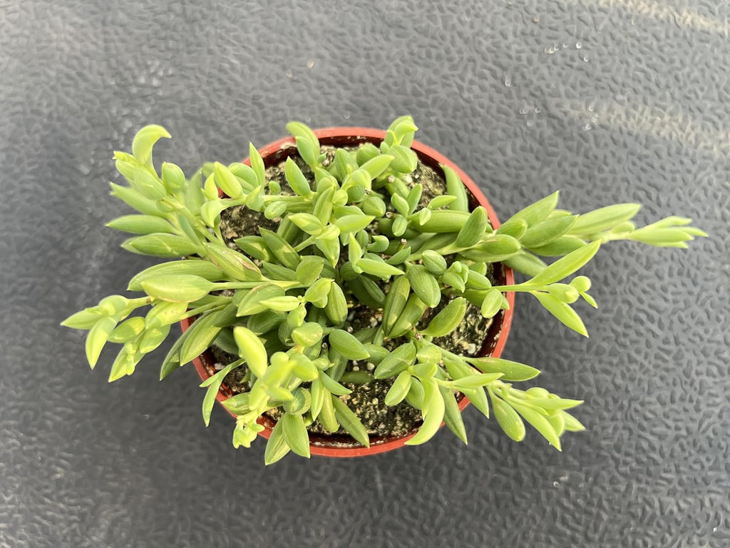 String of Bananas, Live Trailing Succulent Fully Rooted in 4" Pots with Soil Mix, Rare House Plant for Home Office Wedding Hanging Decoration, DIY Projects, Party Favor
