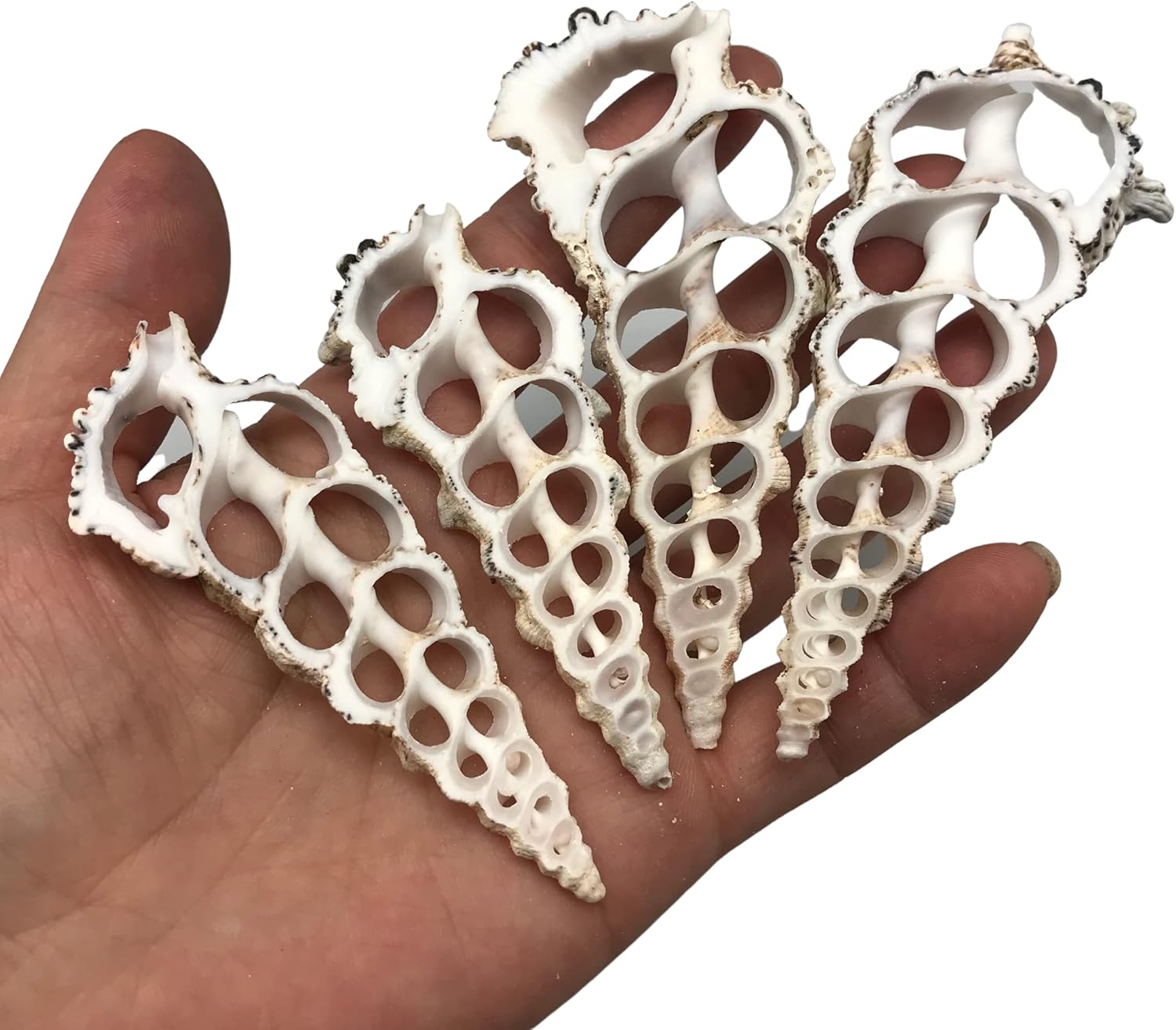 PEPPERLONELY 10 PC Large Center Cut Cerithium Nodolosum Sea Shells, 3 Inch ~ 4 Inch